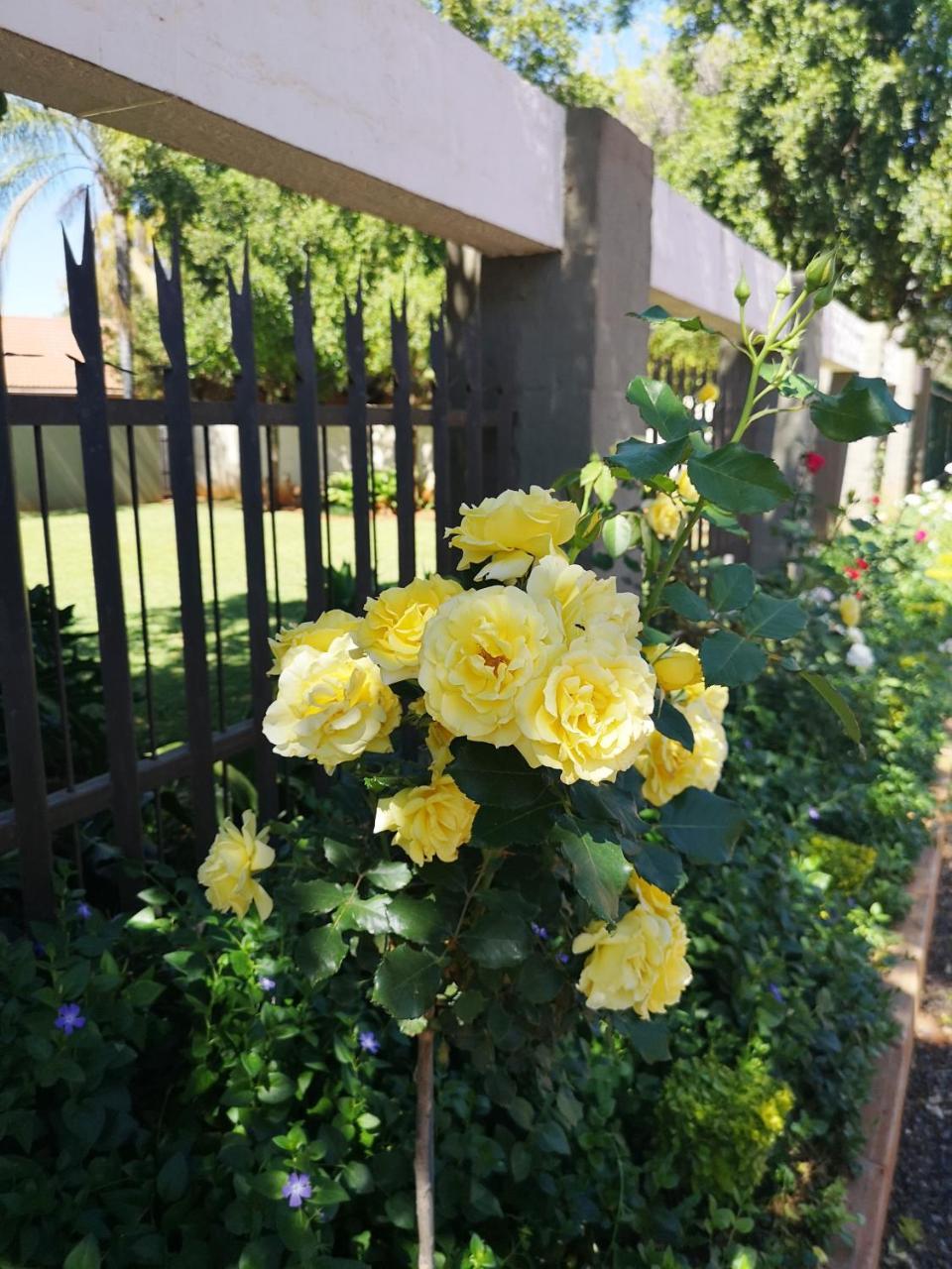 Aaa Rose Garden Guesthouse Mookgophong Zewnętrze zdjęcie
